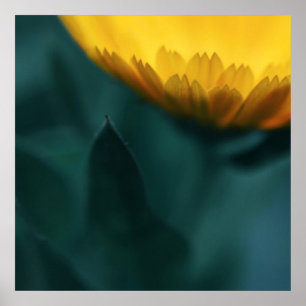 Póster Macro de flor de Mariglod amarillo Resumen