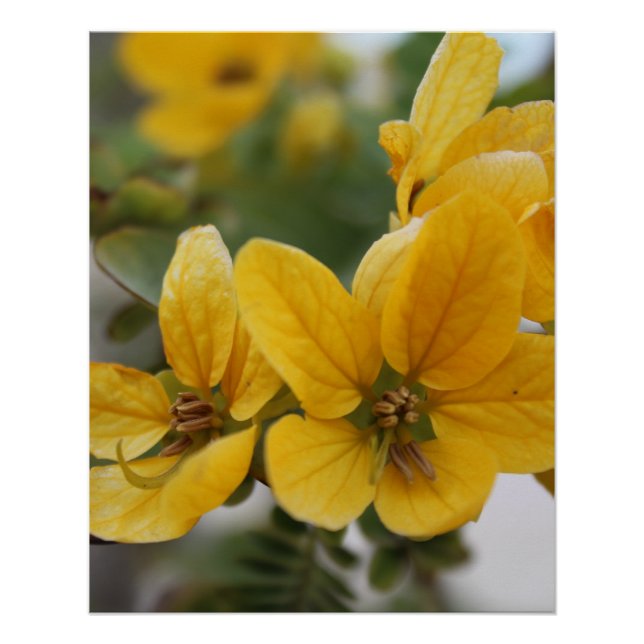 Póster Macro de la flor dorada - Fotografía de flor silve (Anverso)