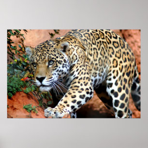 Póster Macro de Stalking Leopard