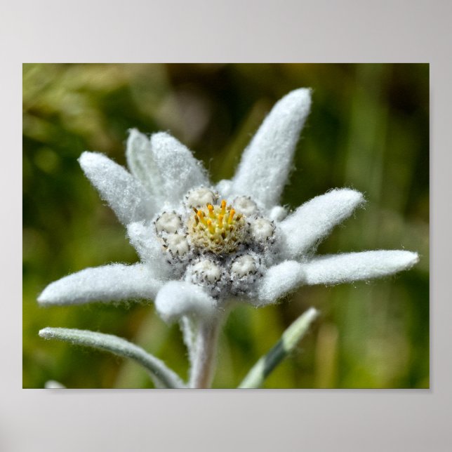 Póster Macro del Relieve metalizado floral de edelweiss (Frente)