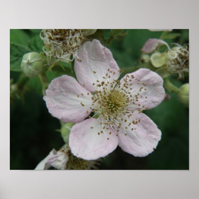 Póster Macro Flor de Zarzamora (Frente)