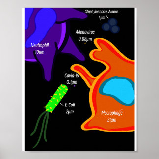 Póster Macro Microbiología