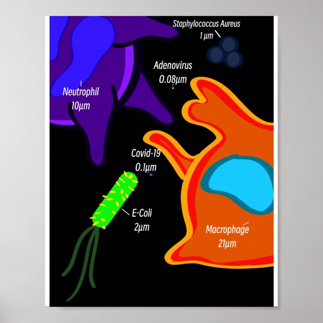 Póster Macro Microbiología (Frente)