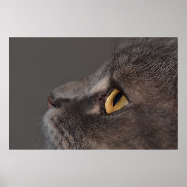 Póster Macro-ojo de gato por Shirley Taylor (Frente)