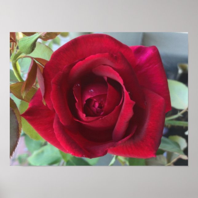 Póster Macro Rosa Roja (Frente)