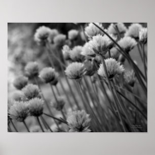 Póster Macro Scallions Floral Black White Print