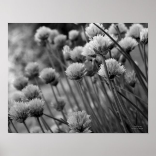 Póster Macro Scallions Floral Black White Print (Frente)
