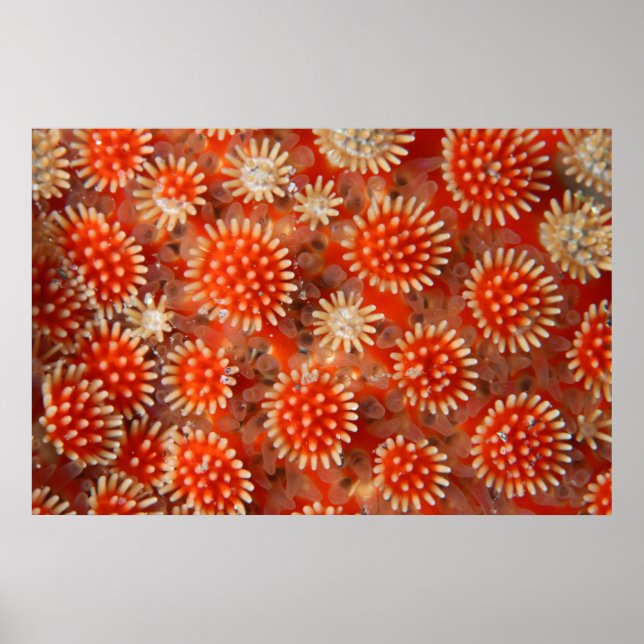 Póster Macro Sea Star (Frente)