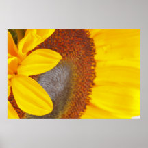 Macro Sunflower