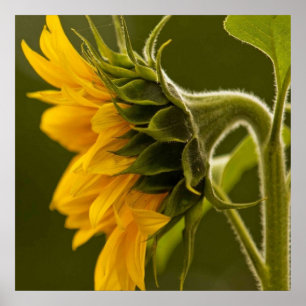 Póster Macro yellow sunflower