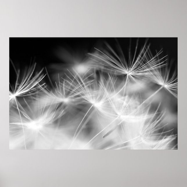 Póster Macrobelleza de Dandelion (Frente)