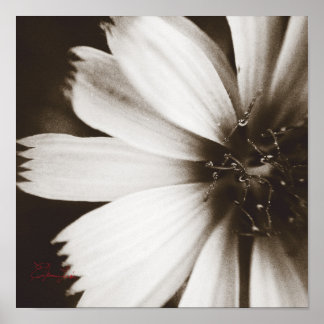 Póster Macrofotografía de flores blancas y negras