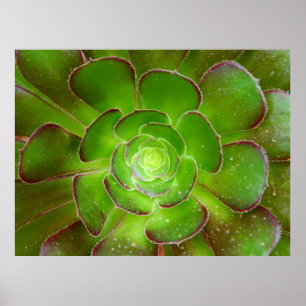 Póster Macrofotografía de planta suculenta verde radiante