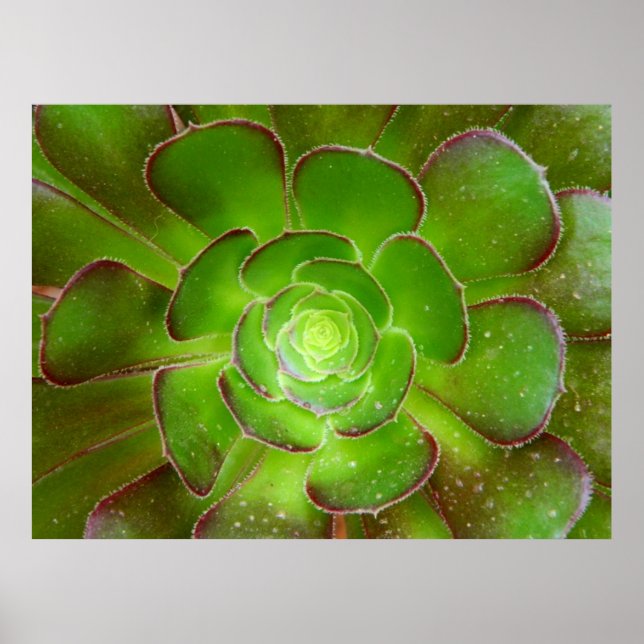 Póster Macrofotografía de planta suculenta verde radiante (Frente)