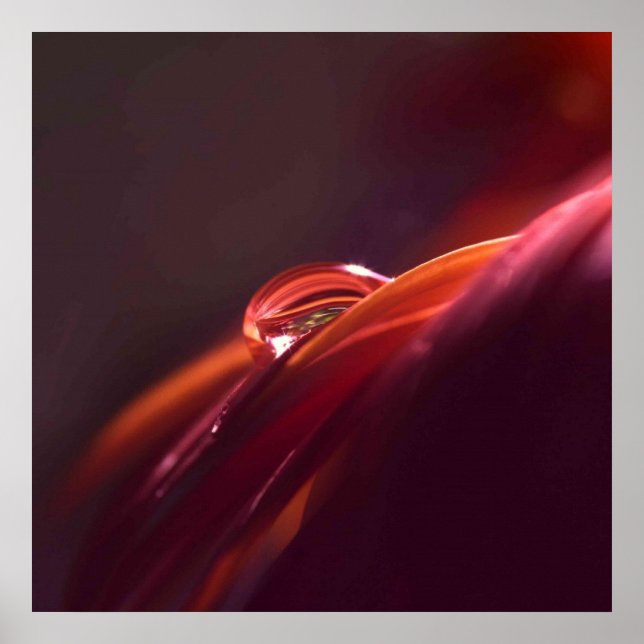 Póster Macropeo rojo (Frente)