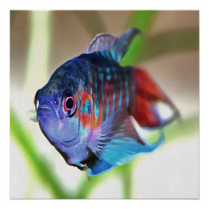 Póster Macropodus Opercularis Aquarium Fish