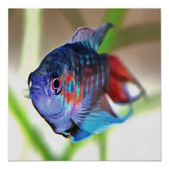 Póster Macropodus Opercularis Aquarium Fish (Anverso)