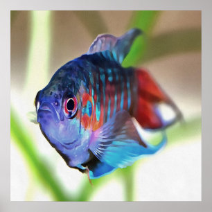 Póster Macropodus Opercularis Aquarium Fish