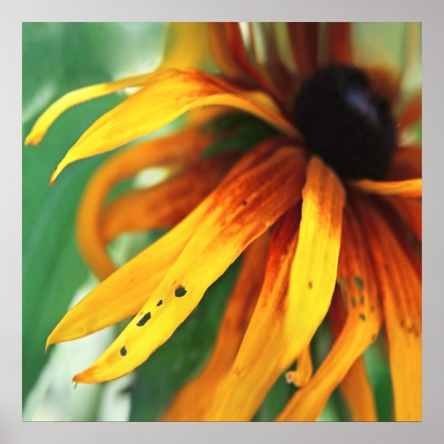 Póster Macroresumen de la flor de Rudbeckia amarilla (Frente)