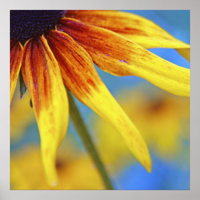 Póster Macroresumen de la flor de Rudbeckia amarilla (Frente)