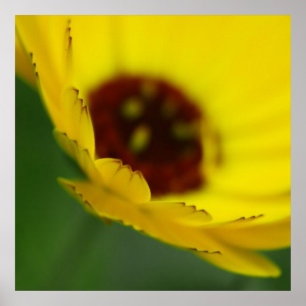 Póster Macroresumen de manchas de flores amarillas de mar