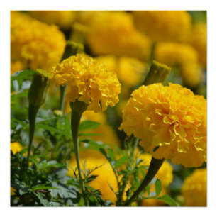 Póster Macros de marigoles amarillos
