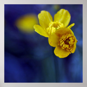 Póster Macros de mariposa amarilla flan en fondo azul
