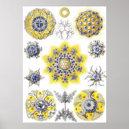 Póster Macrovida acuática ~ Haeckel ~ Amoeba