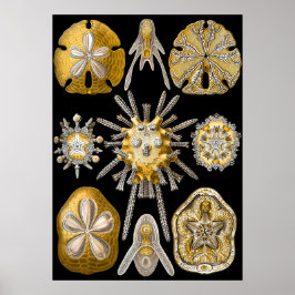 Póster Macrovida acuática ~ Haeckel ~ Urchins marinos