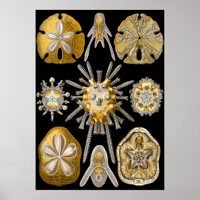 Póster Macrovida acuática ~ Haeckel ~ Urchins marinos (Frente)