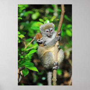 Póster Madagascar, Andasibe, Ile Aux Lemuriens, madre