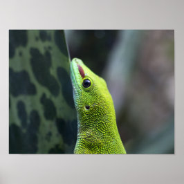 Póster Madagascar day gecko
