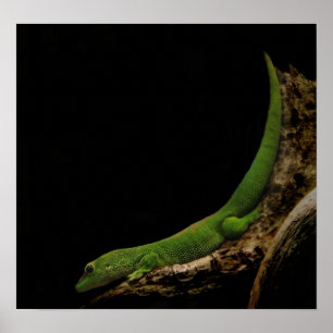 Póster madagascar day gecko print