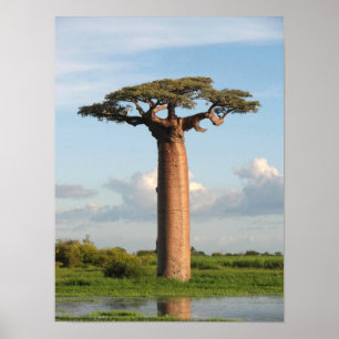 Póster Madagascar: El baobab del grandioso
