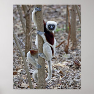 Póster Madagascar, Reserva de Ankarafantsika; Ampijoroa;