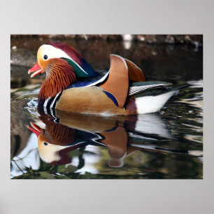 Póster Madarin Duck