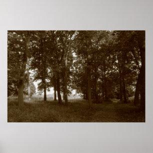 Póster Madera, Bute Park Cardiff - Sepia tonificante BW