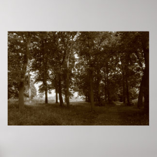 Póster Madera, Bute Park Cardiff - Sepia tonificante BW