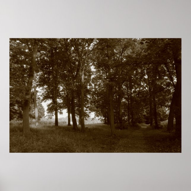 Póster Madera, Bute Park Cardiff - Sepia tonificante BW (Frente)