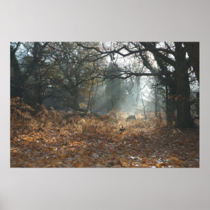 Póster Madera de América