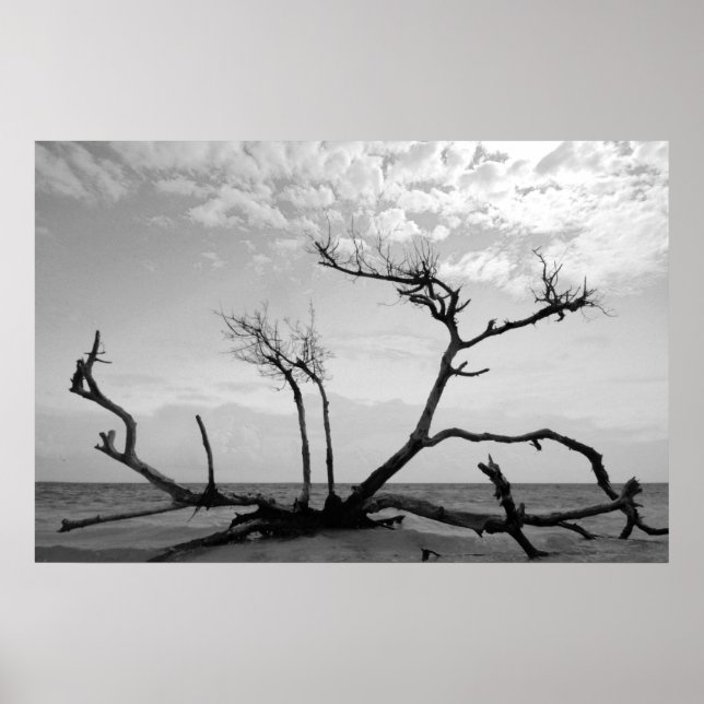 Póster Madera Muerta (Frente)