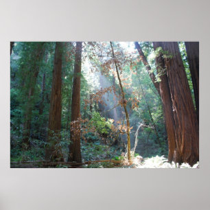 Póster Maderas California de Muir