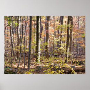 Póster Maderas del otoño