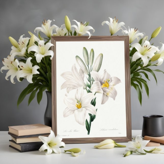 Póster Madonna Lily de Choix, Redouté. (Subido por el creador)