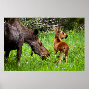 Póster Madre alerta y bebé de dos alces