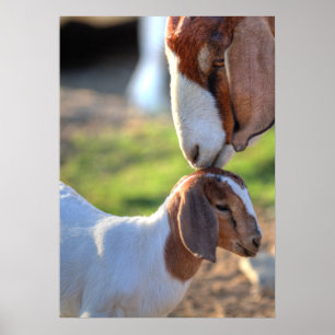 Póster Madre cabra y bebé