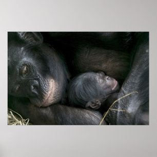 PÓSTER MADRE CHIMPANZA Y NIÑO