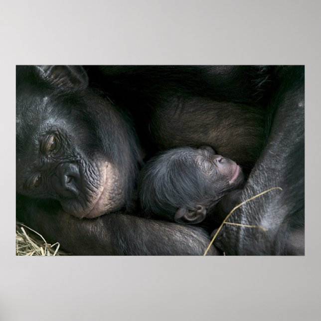 PÓSTER MADRE CHIMPANZA Y NIÑO (Frente)