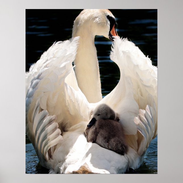 Póster Madre Cisne con Cygnets (cisnes de bebé) (Frente)