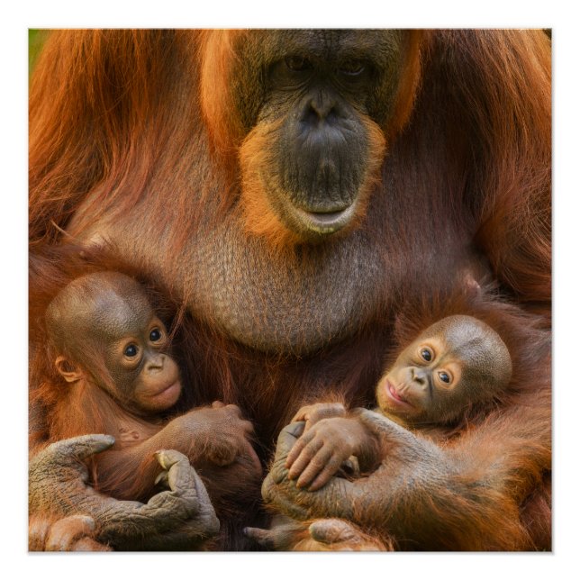 Póster Madre de Orangutan sosteniendo dos bebés (Anverso)
